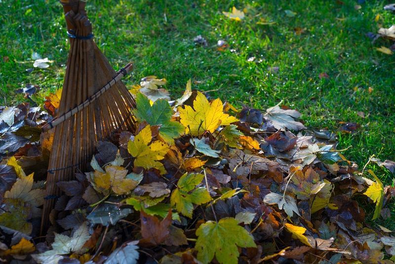 A bamboo rake resting on a pile of autumn leaves on a lawn