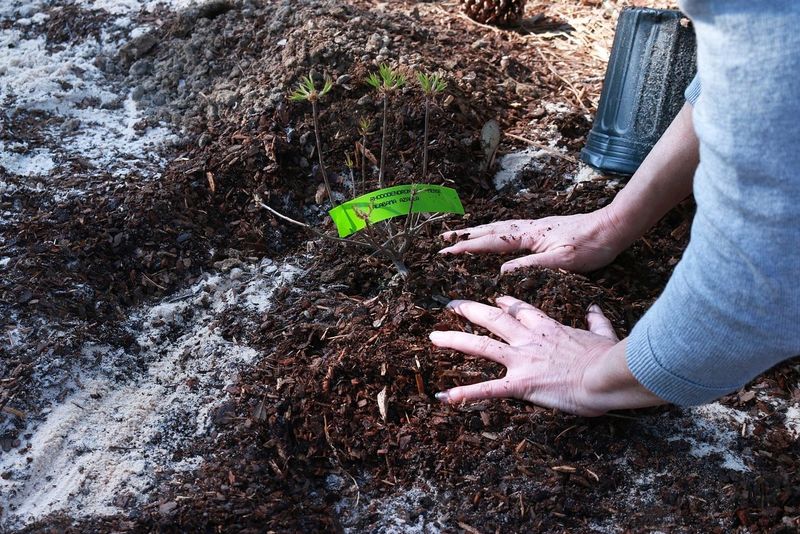 Hands pressing mulch around a newly planted azalea