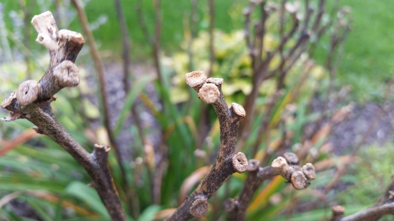 Close-up of freshly pruned shrub stems